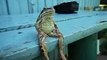 Grenouille ou homme ? Frog almost like a man
