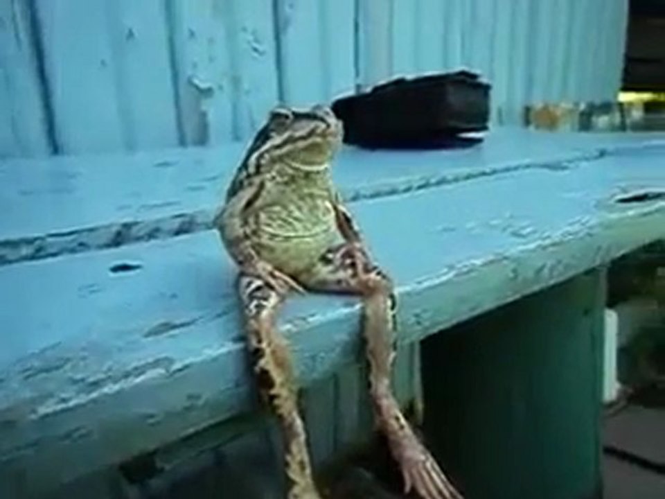 Grenouille ou homme ? Frog almost like a man