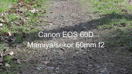 Thetford Forest April 2011