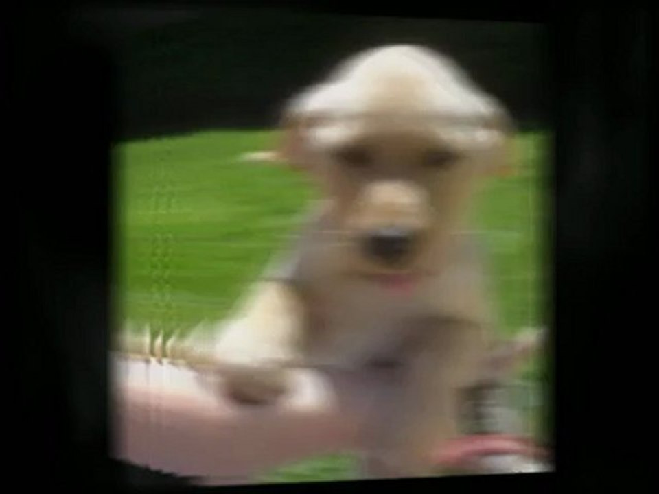 Purebred Breeders Gained Reputation with Customer Satisfaction