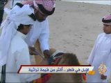 قـطـر / الإبل..تراث اجتماعي ..واقتصاد