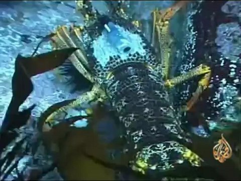 من تسمانيا .. تغير درجة الحرارة يحدث فرقا كبيرا