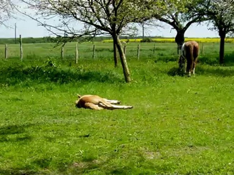 Cody fait la sièste au soleil le 14 mai2012