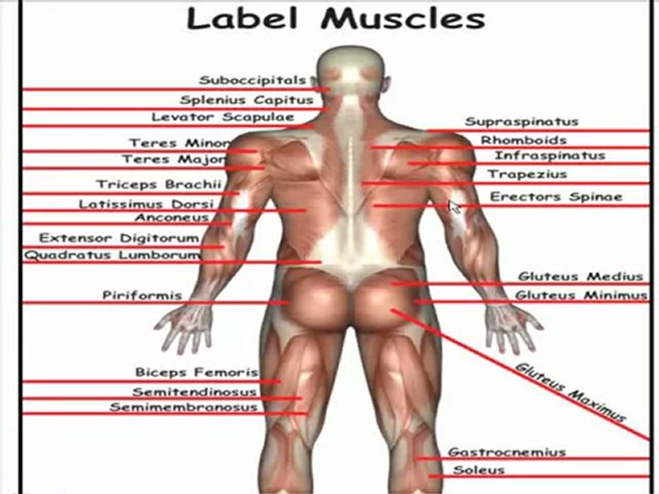Posterior Muscles