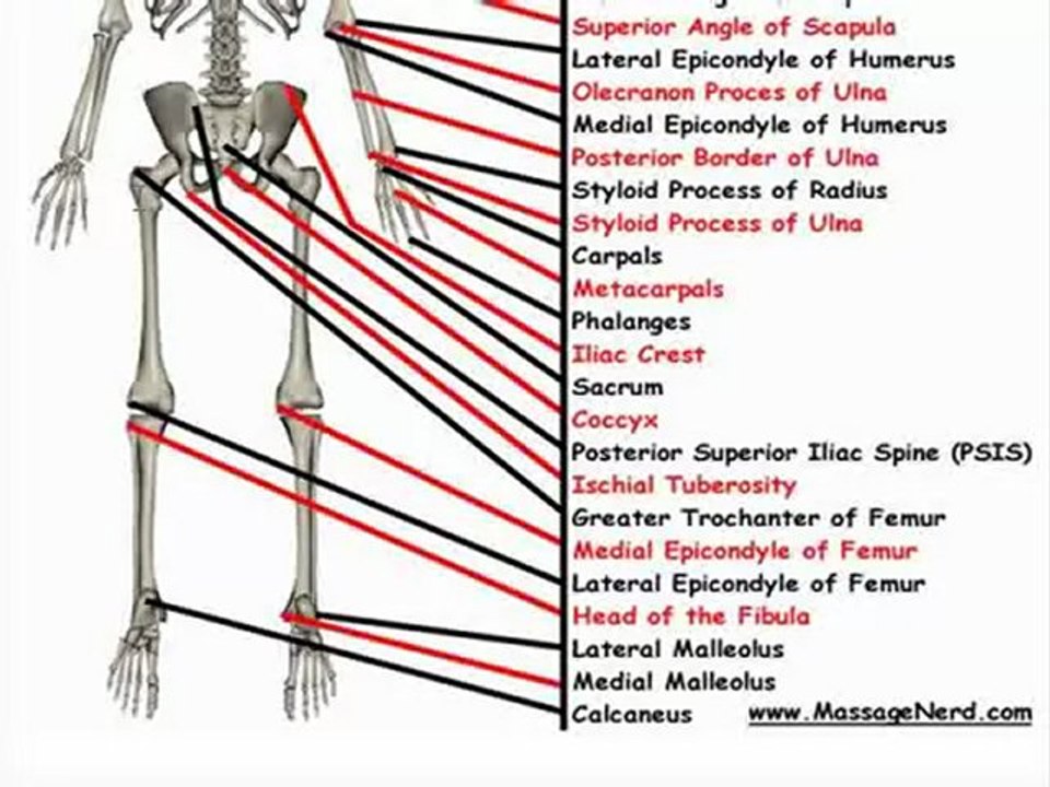 Posterior Bone Landmarks
