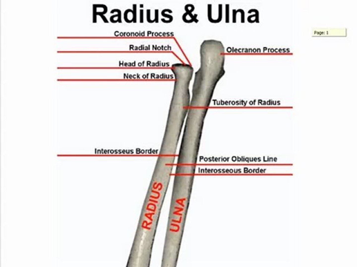 Radius And Ulna Anatomy And Function Kenhub, 50 OFF