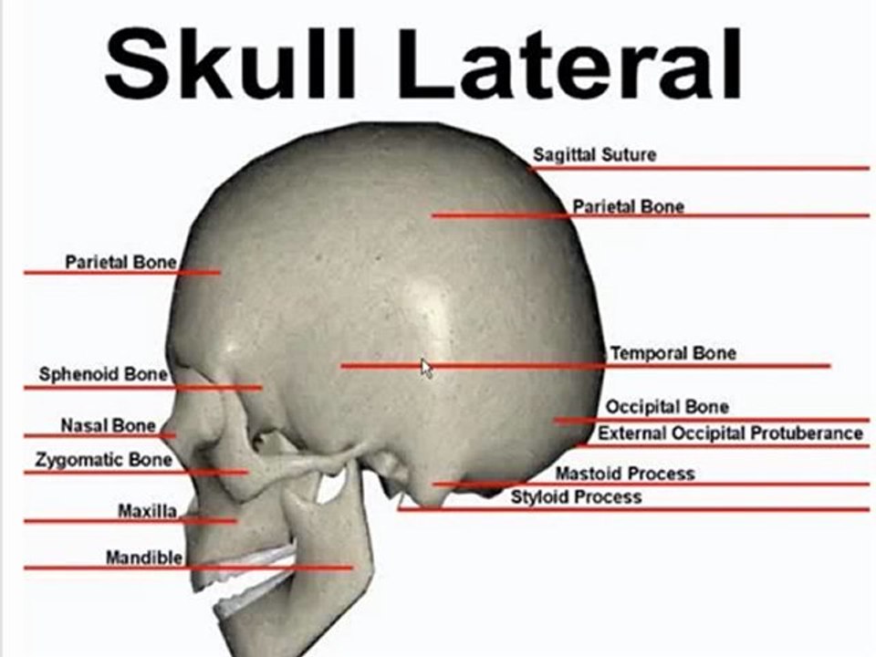 Lateral Bone Landmarks (Skull)