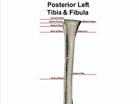 fibula diagram