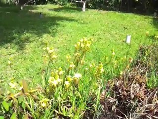 Découverte d'une partie d'un jardin méditerranéen