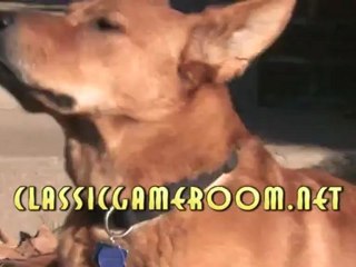 German Shepherd/Chow Chow filmed in High Definition