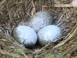 Fécamp : la stérilisation des oeufs de goélands