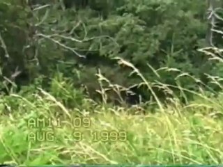 Brigitte Grisanti Bear breaks in a car in the Smokies for food.