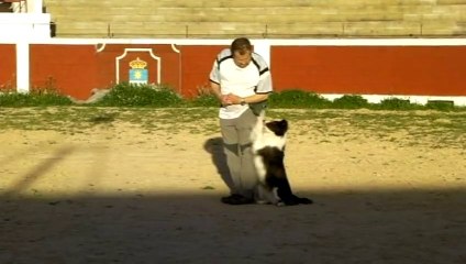 Mis perritos y yo con la Euro 2012 Polonia&Ucrania