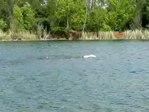 kyosho jet ski radiocommandé brushless