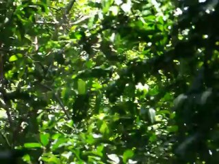 singes capucins rorota