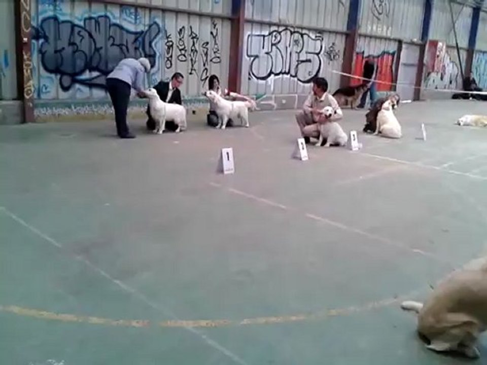 Expostion canine CACIB Saint Brieuc 13 mai 2012 vidéo Guidelle 1° Grain de Folie 2° Gwendi 3°