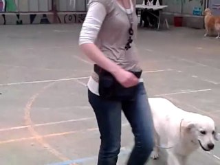 Expostion canine CACIB Saint Brieuc 13 mai 2012 vidéo Guidelle De Bihan Ki Breizh