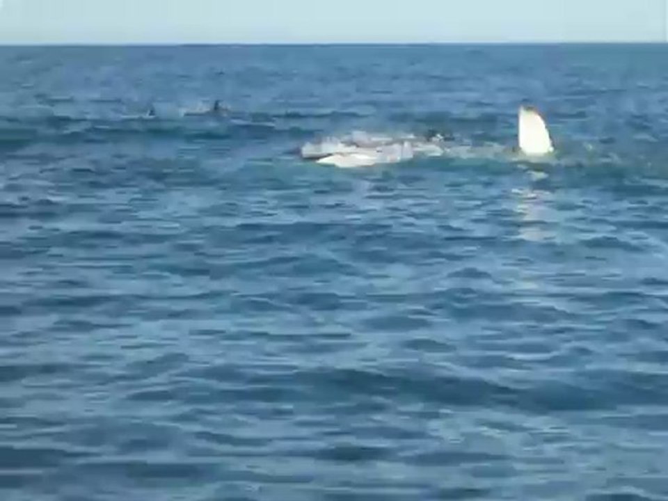 baleines a bosses+dauphins, NZ, Kaikoura