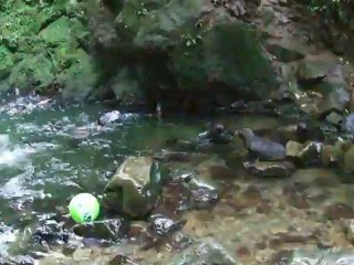 Nurserie de bebes otarie dans une riviere...