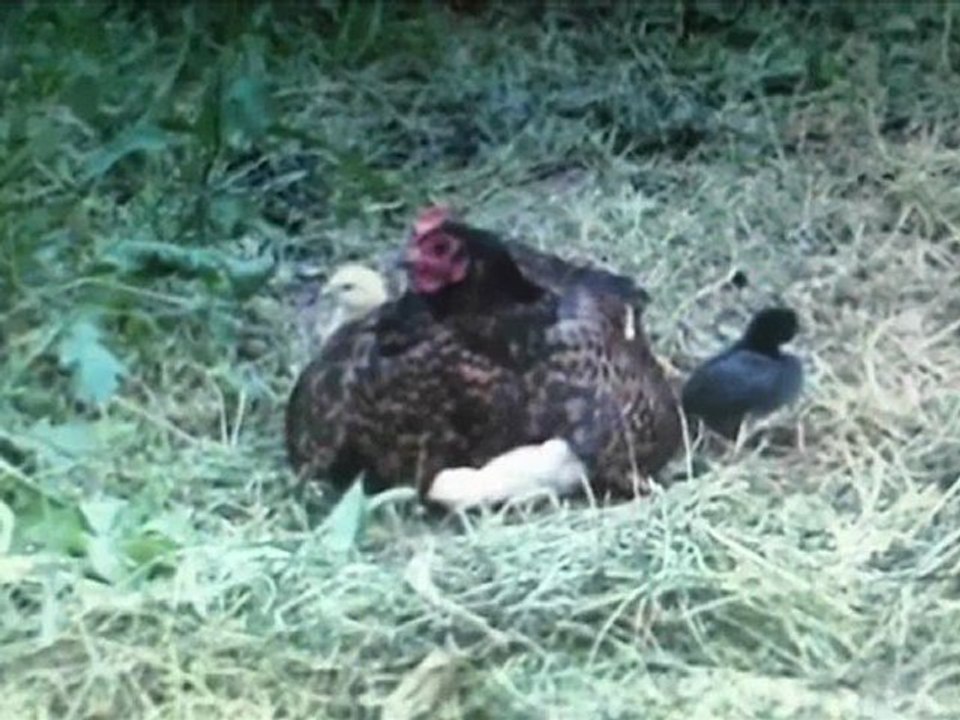 Un oiseau qui fait du SNOWBOARD!!