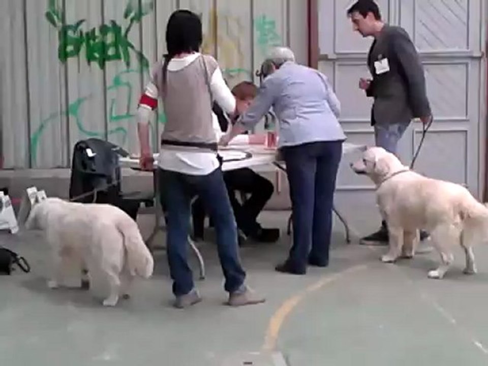Expostion canine CACIB Saint Brieuc 13 mai 2012 vidéo Meilleur jeune Gy Croi pa 1°  et Guidelle