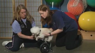 How can a wheelchair help my disabled dog?