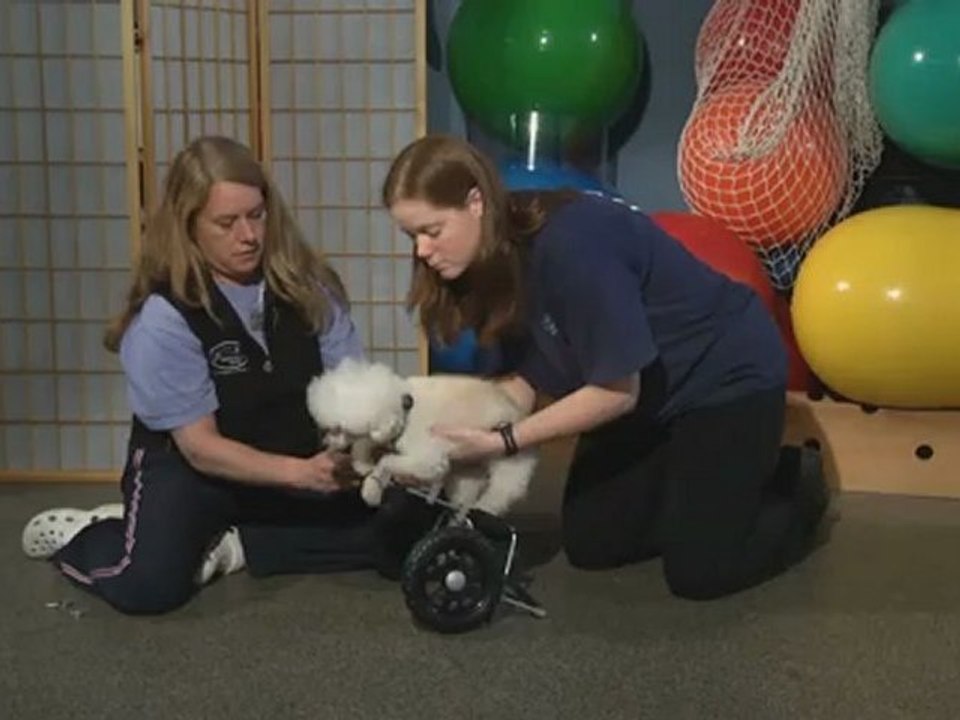 How can a wheelchair help my disabled dog?