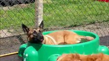 All Animal Care, 19 mei 2012