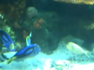 Part 12 - Name the different kinds of fish in  this video