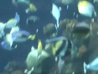 Part 15 - Name the different kinds of fish in  this video