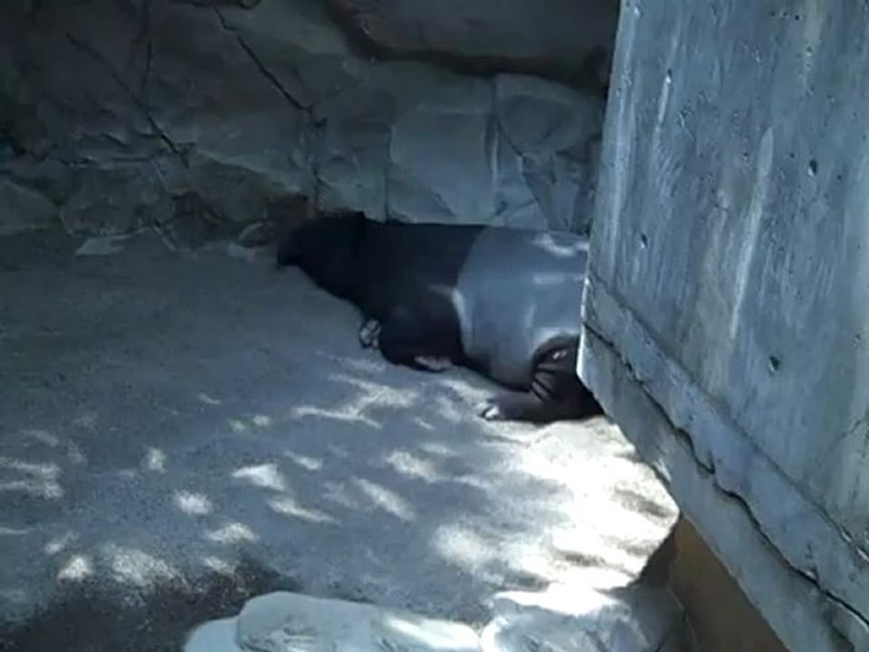 Part 16 - Name this animal
