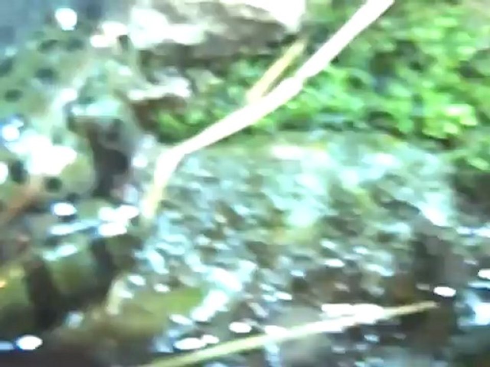 Part 3 - Name this animal