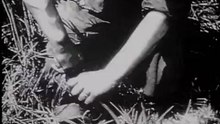 La wremacht: la plus grande armée?