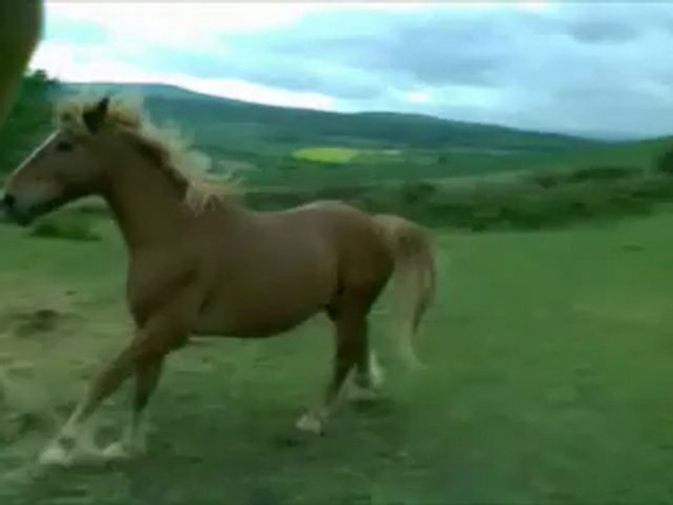 ça dépote dans les prés