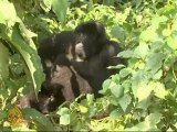 Congo Basin Gorillas facing extinction