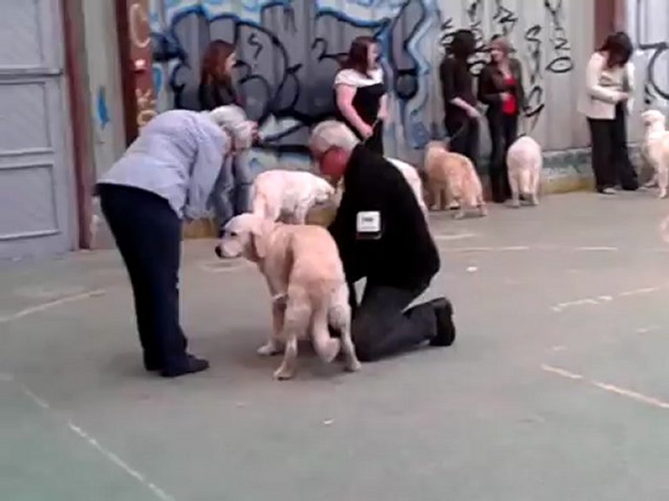 Expostion canine CACIB Saint Brieux 13 mai 2012 vidéo classe jeune femelle