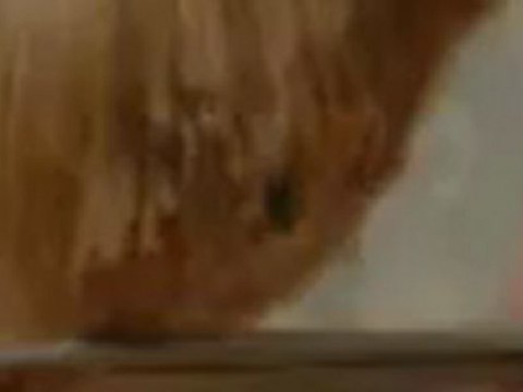 Dog House Grooming - (913)599-4222