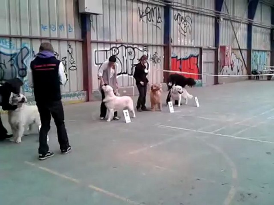 Expostion canine CACIB Saint Brieux 13 mai 2012 vidéo Elios 2 ième