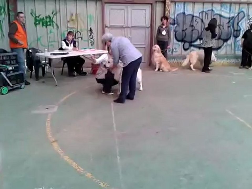 Expostion canine CACIB Saint Brieux 13 mai 2012 vidéo Elios de Bihan Ki Breizh