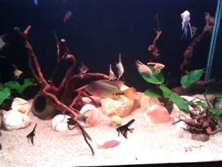 600 lt - American Cichlid