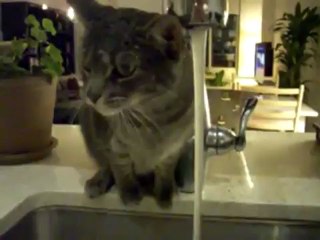 Gato bebendo água de uma maneira ineficaz