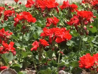 TALAS RENGÂRENK AÇTI