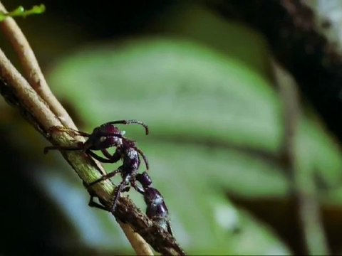 The Last of Us - Ant Teaser trailer [HD 720p]