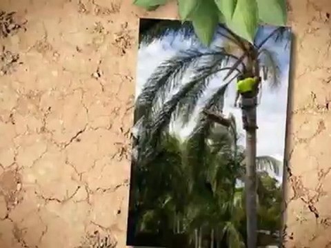 Billy Broussard Tree Service - (337) 233-2442