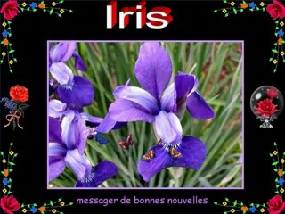Le langage des fleurs 1