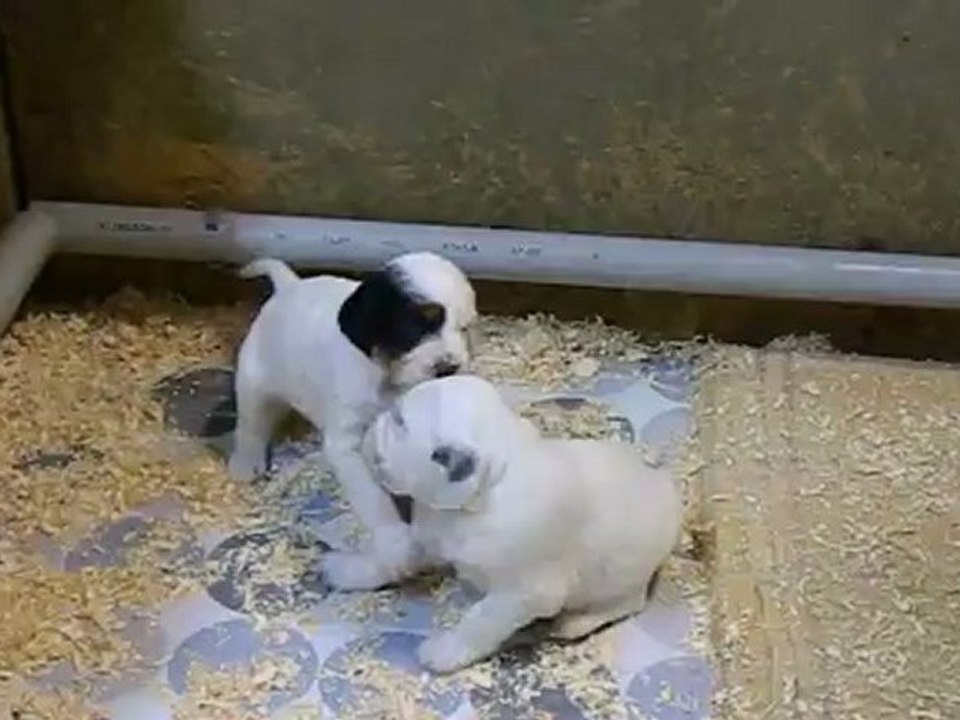 chiots setter anglais