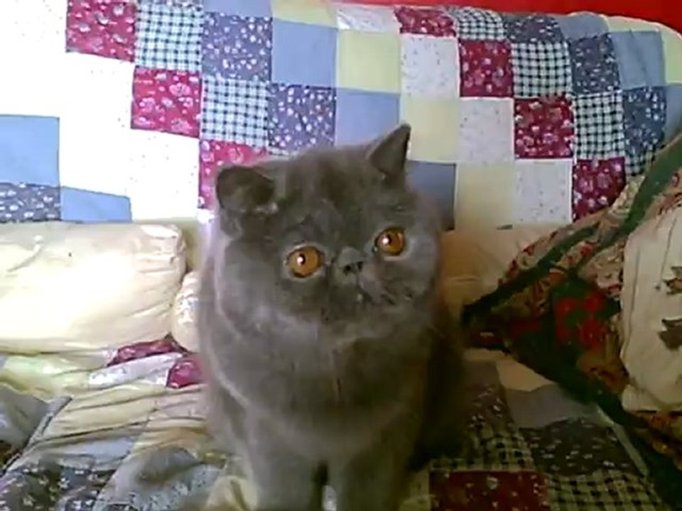 garonne des forges patt de velours exotic shorthair bleu