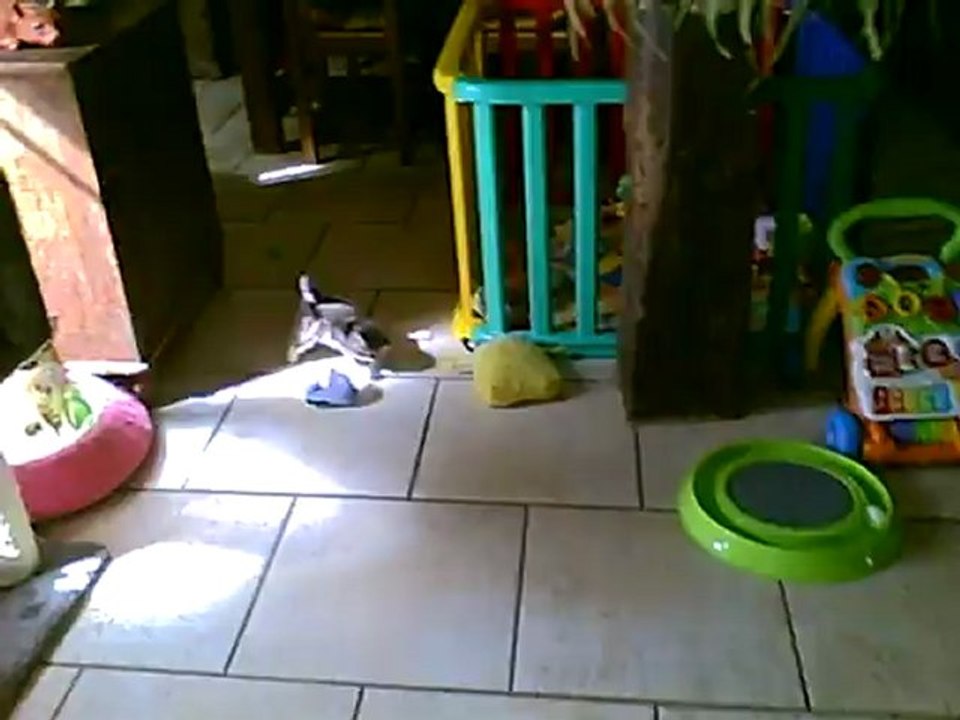 Hamazone des forges  patt  de velours exotic shorthair brown bloched tabby