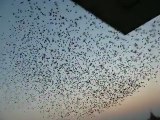 Flocking behavior in Indian River bank Mainas Birds