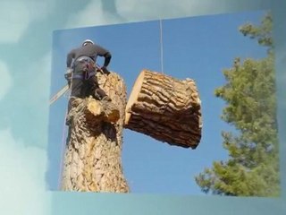 J P's Tree Service LLC - (985) 632-2540